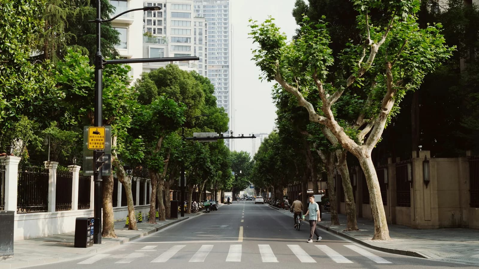 A tree-lined street leading toward distant skyscrapers — a quiet morning view