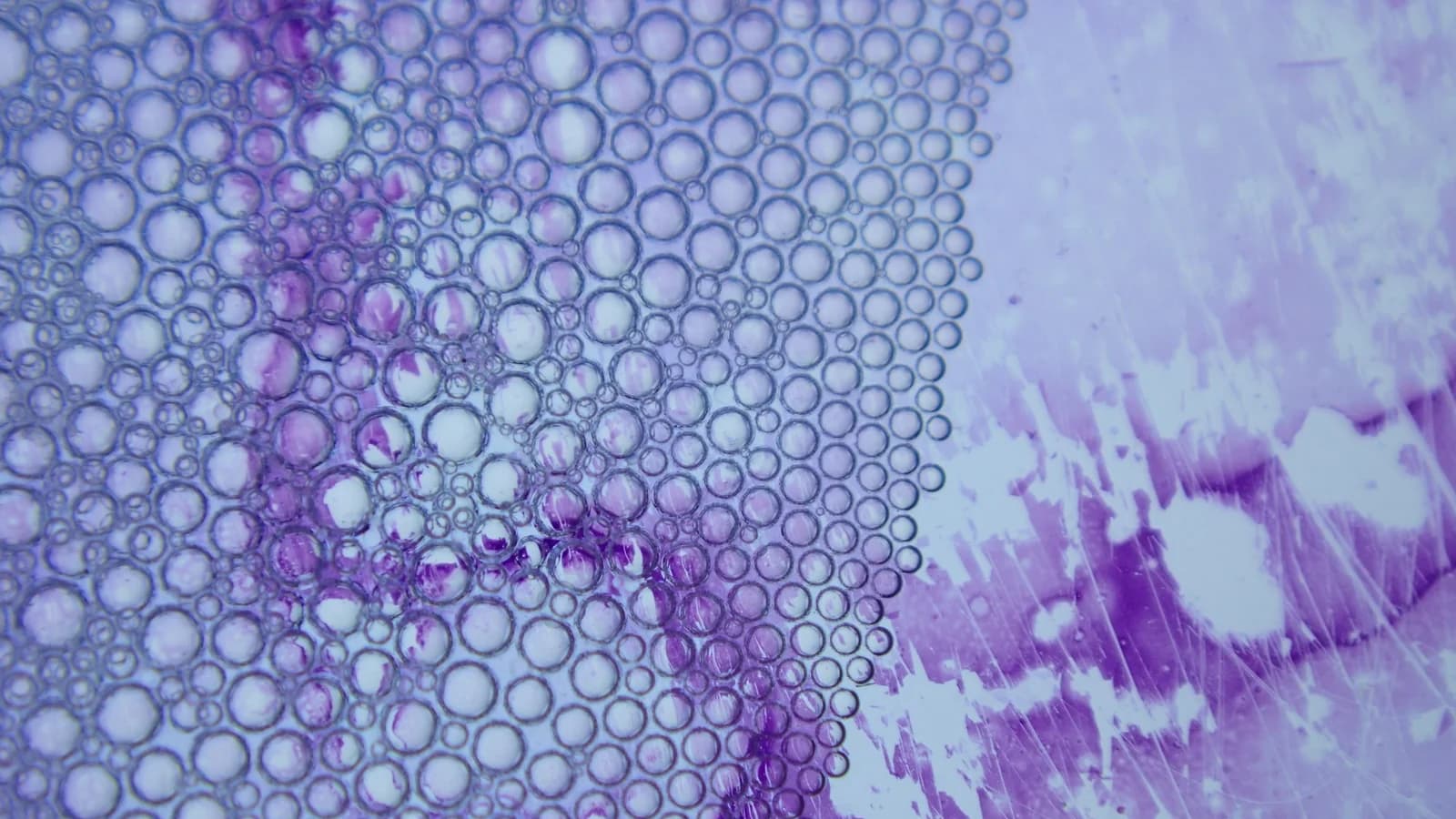 A microscopic biological pattern with intricate cellular detail