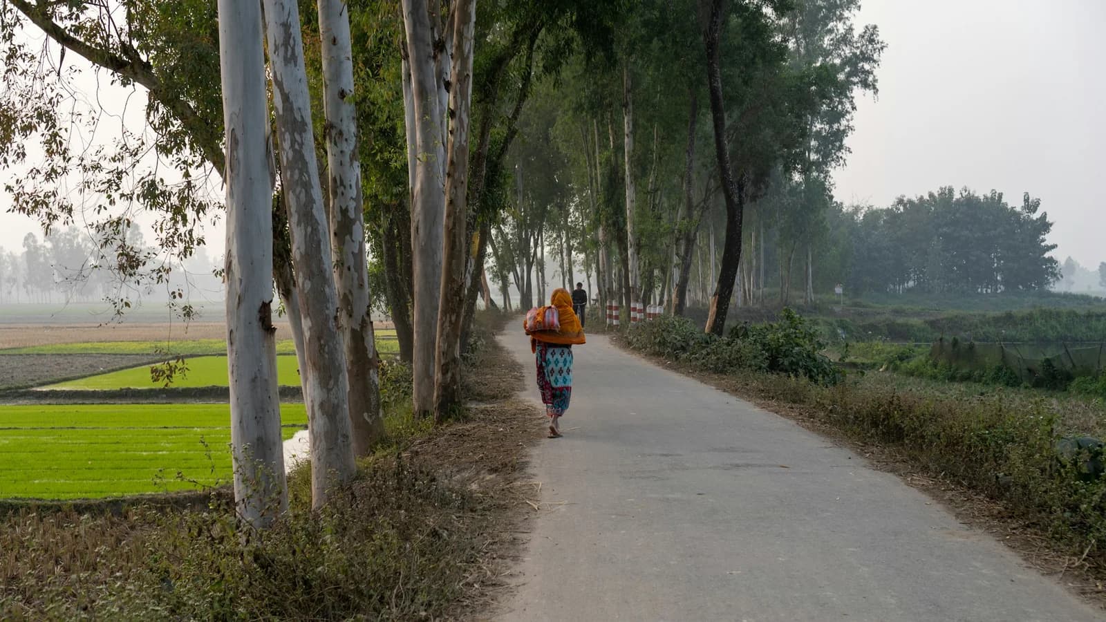 A quiet rural road lined with trees, ideal for a contemplative walk